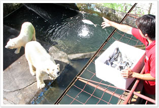 熊本市動植物園ホッキョクグマ