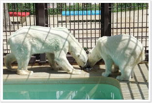 姫路動物園ホッキョクグマ