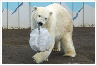 釧路市動物園ホッキョクグマ