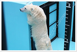 おびひろ動物園ホッキョクグマ