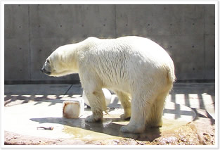 男鹿水族館ホッキョクグマ