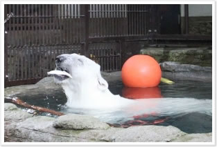 とべ動物園ホッキョクグマ