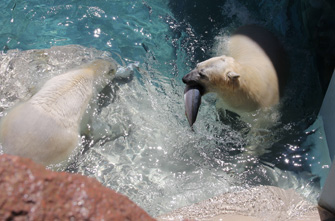 【静岡】静岡市立日本平動物園　シロクマ