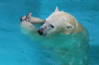 【静岡】浜松市動物園　シロクマ