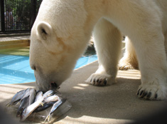 【兵庫】姫路市動物園 シロクマ