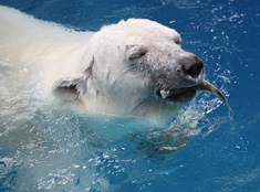 【愛媛】とべ動物園　シロクマ