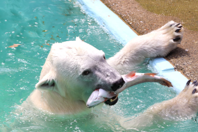 浜松市動物園のシロクマ2