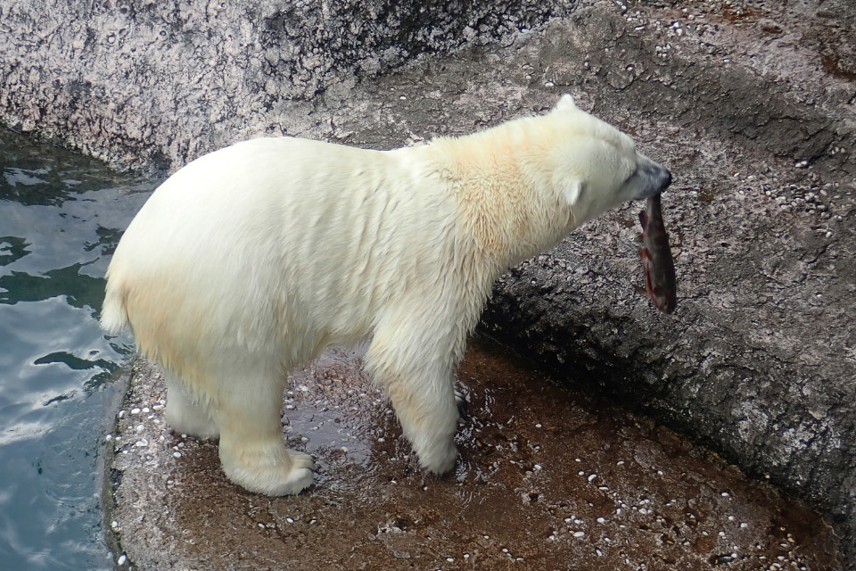 とくしま動物園北島建設の森のシロクマ