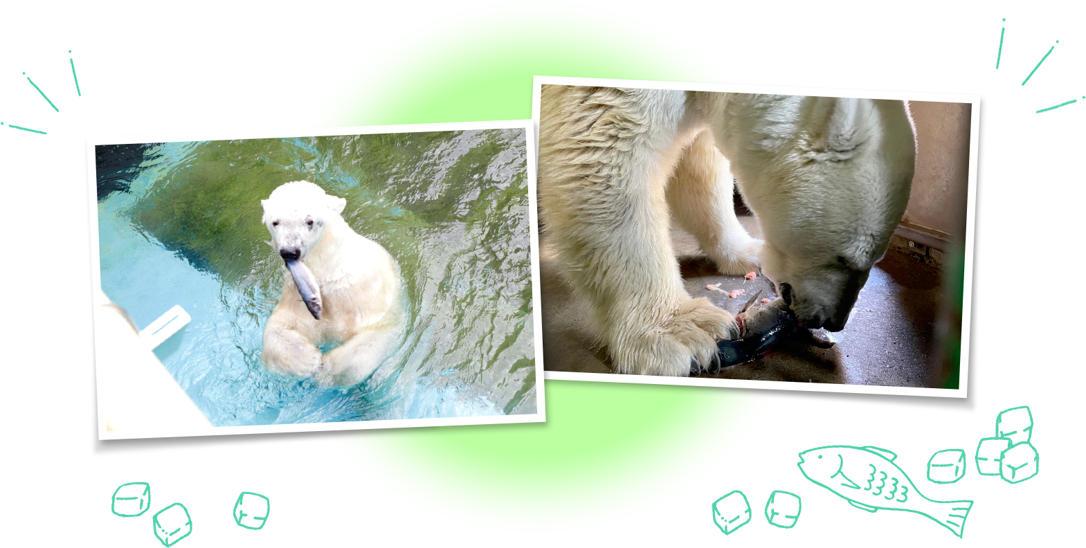 シロクマの様子