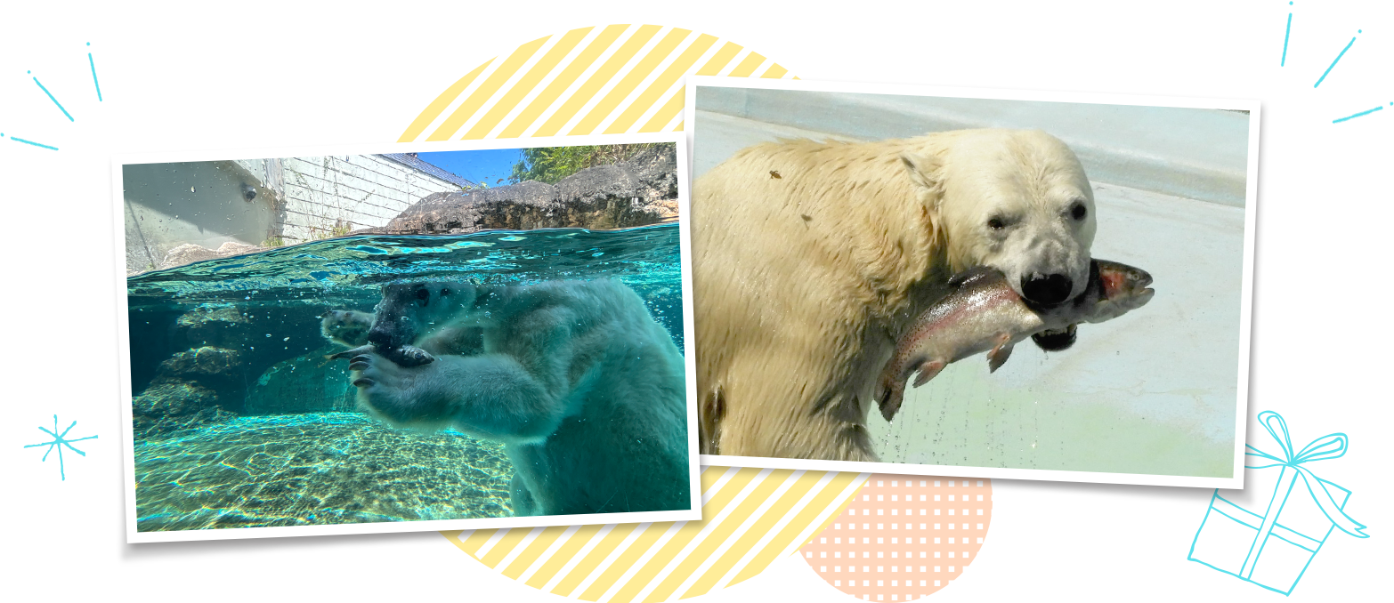 シロクマの様子